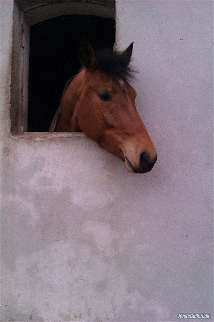 Anden særlig race kashede´s precious jewel!!<3   - Svag er den, som tillader sine tanker at styre sine handlinger. Stærk er den, der får sine handlinger til at styre sine tanker. billede 19