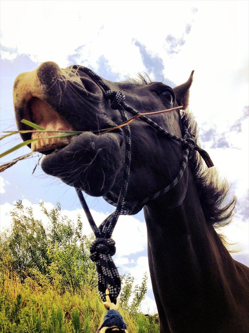 Oldenborg Felix - Smil til verden og den smiler til dig :D også selvom du har græs mellem tænderne :-)<3 billede 10