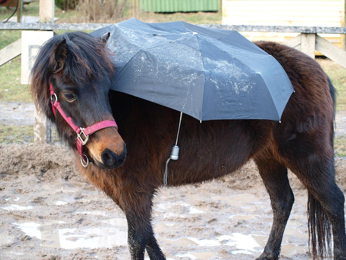 Dartmoor Klostermarkens Atlanta billede 2