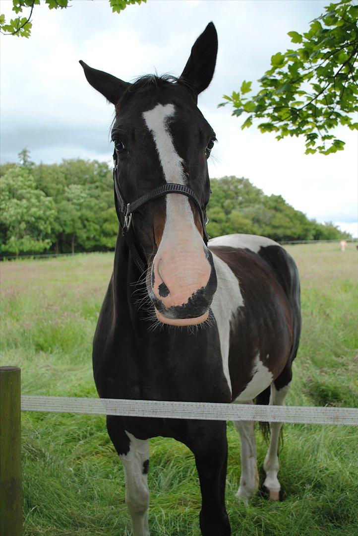 Pinto Luca - Hej du :) billede 2