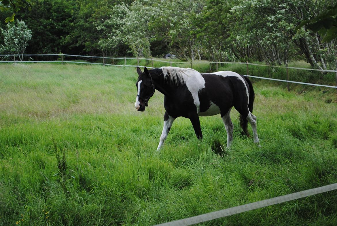 Pinto Luca - Fine Luca på folden billede 4