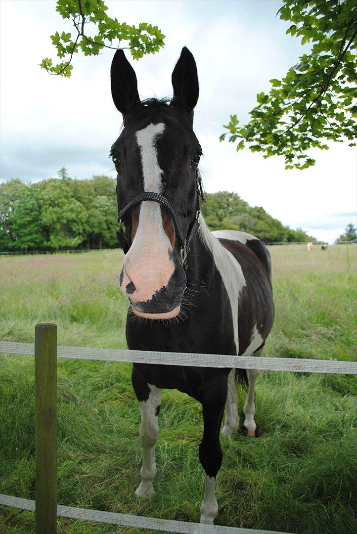 Pinto Luca billede 3