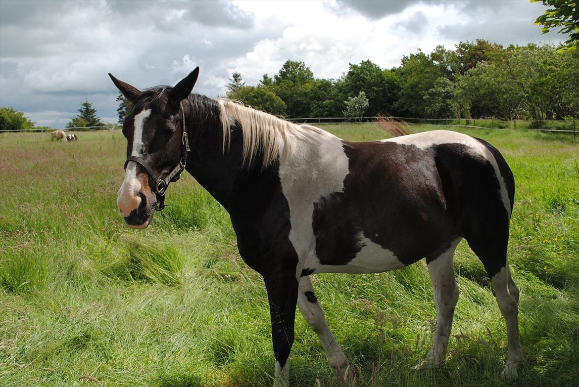 Pinto Luca billede 5