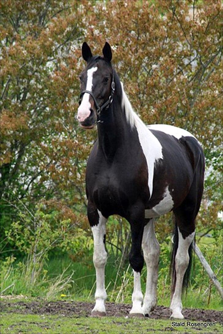 Pinto Luca - Billede fra salgsannoncen billede 1