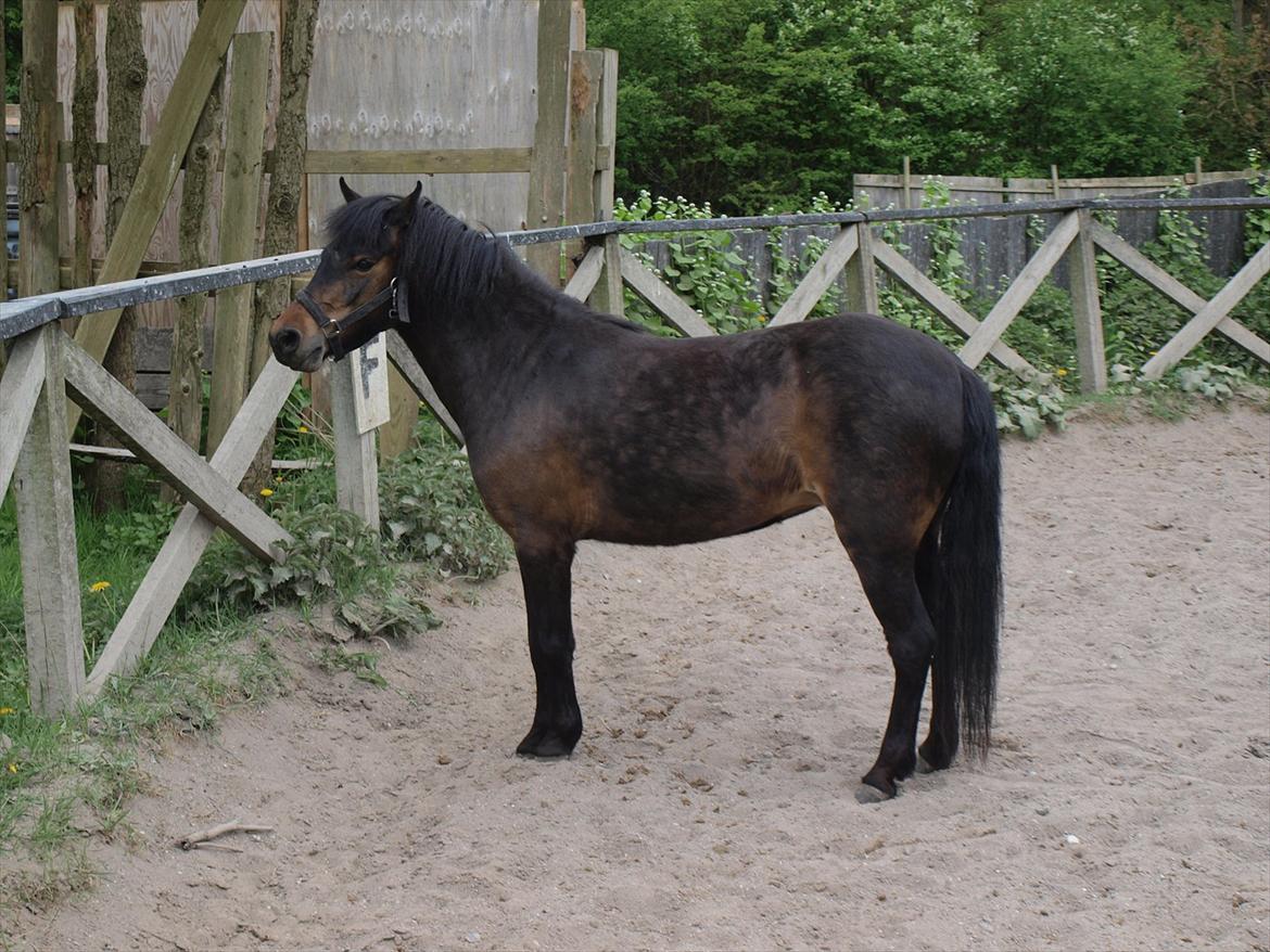 Dartmoor Klostermarkens Atlanta billede 11