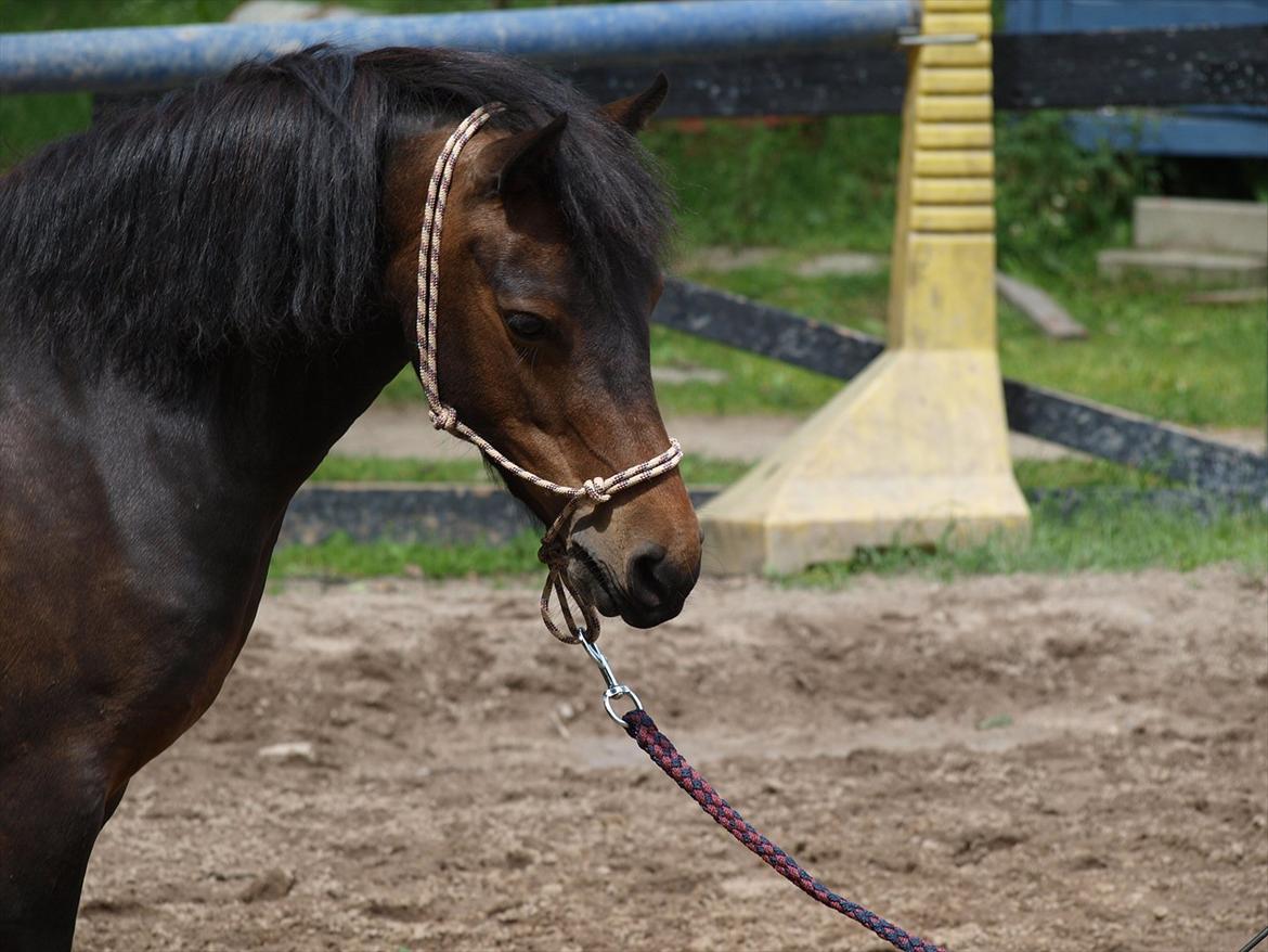 Dartmoor Klostermarkens Atlanta billede 1
