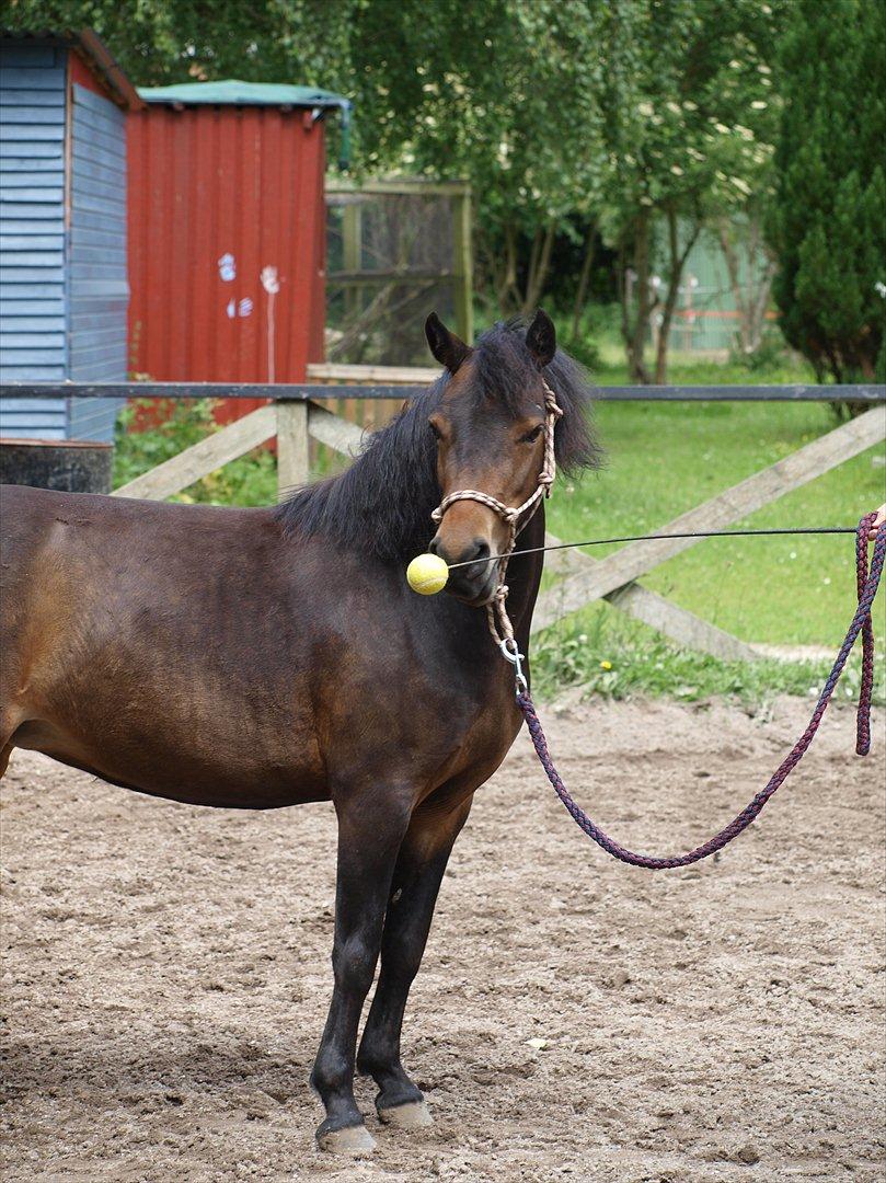 Dartmoor Klostermarkens Atlanta billede 13