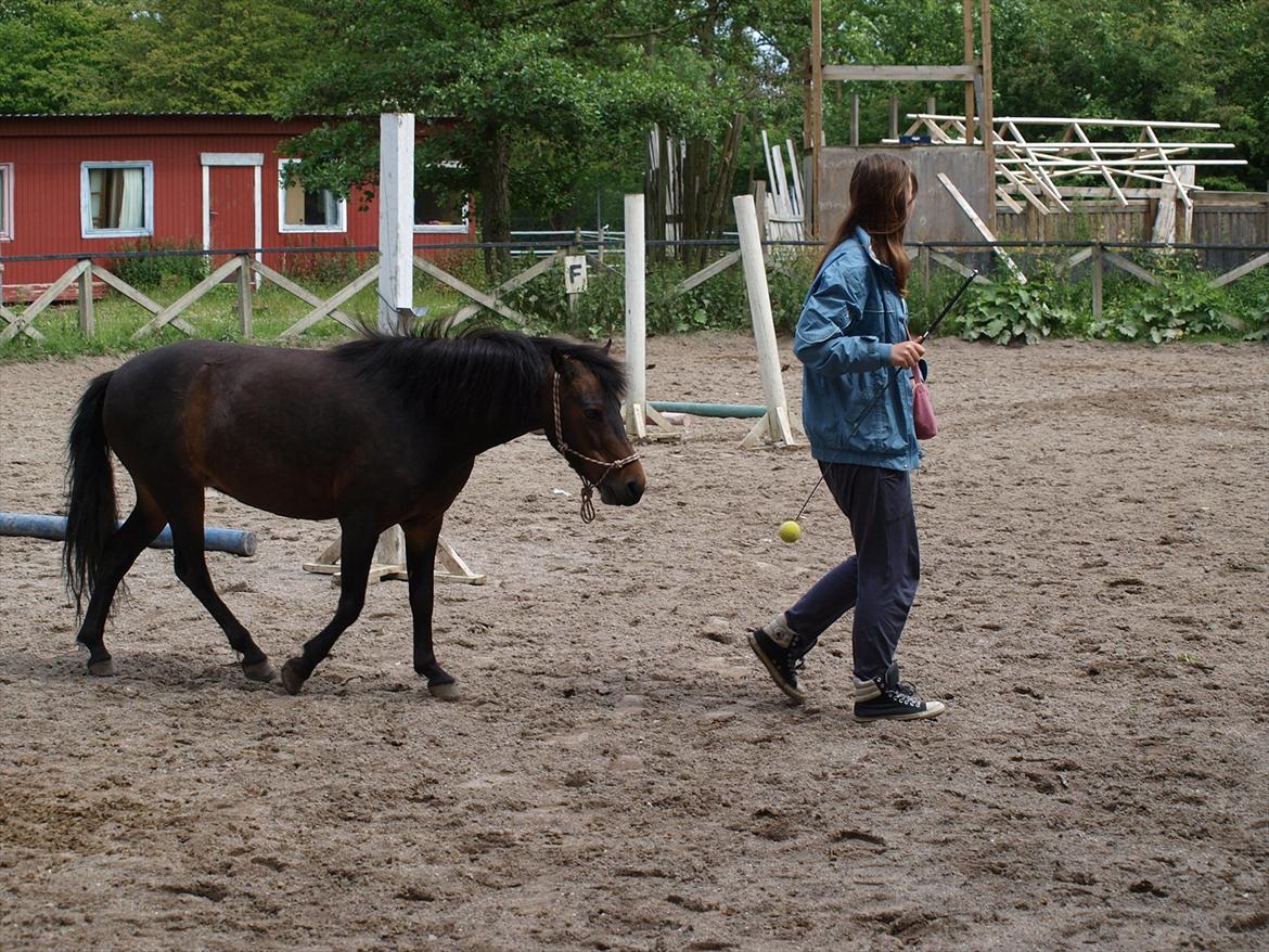 Dartmoor Klostermarkens Atlanta billede 3