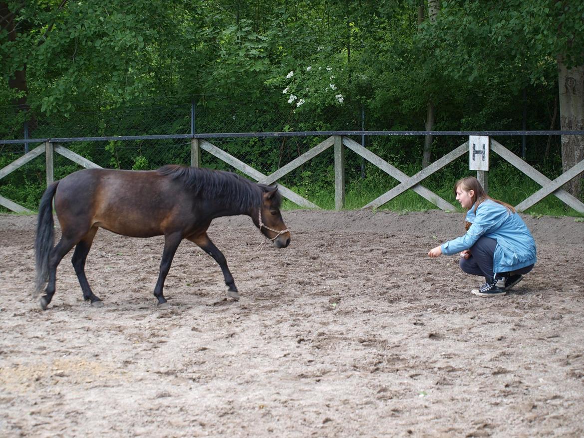 Dartmoor Klostermarkens Atlanta billede 8