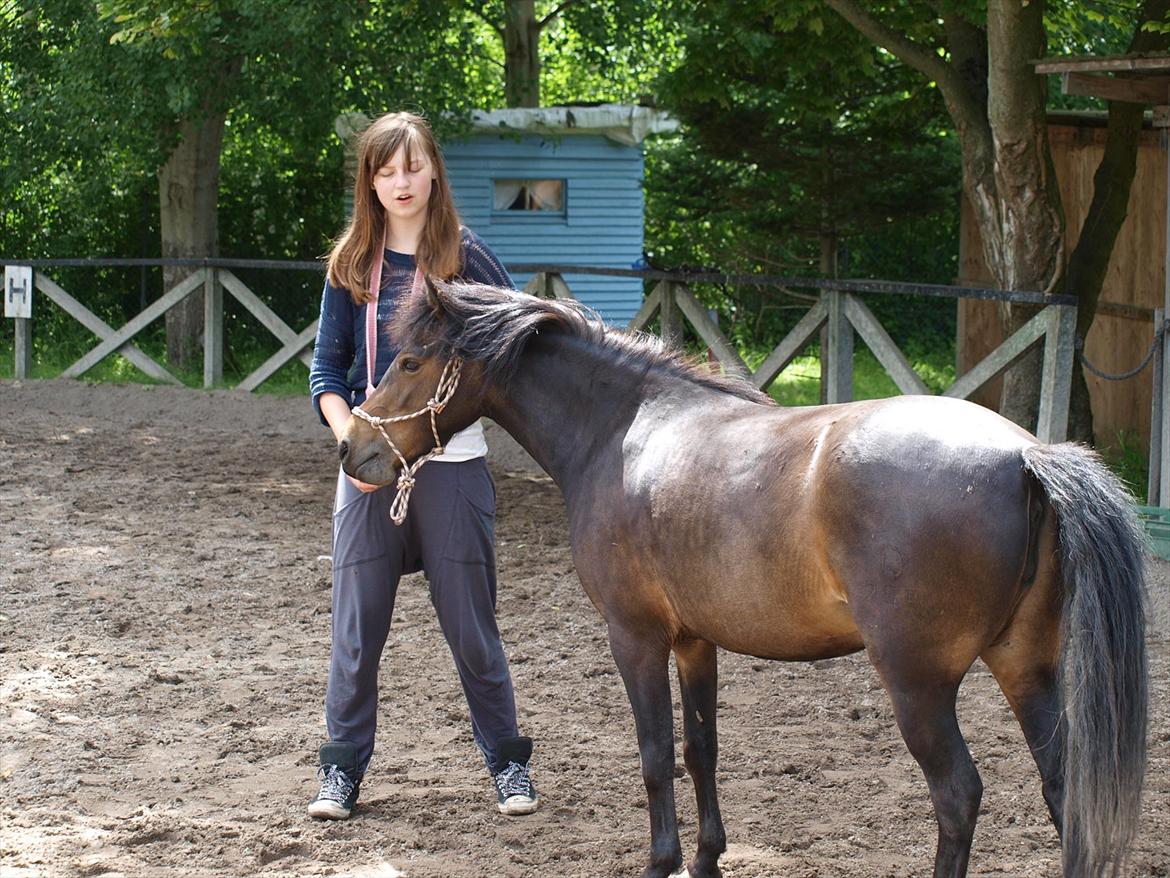 Dartmoor Klostermarkens Atlanta billede 14