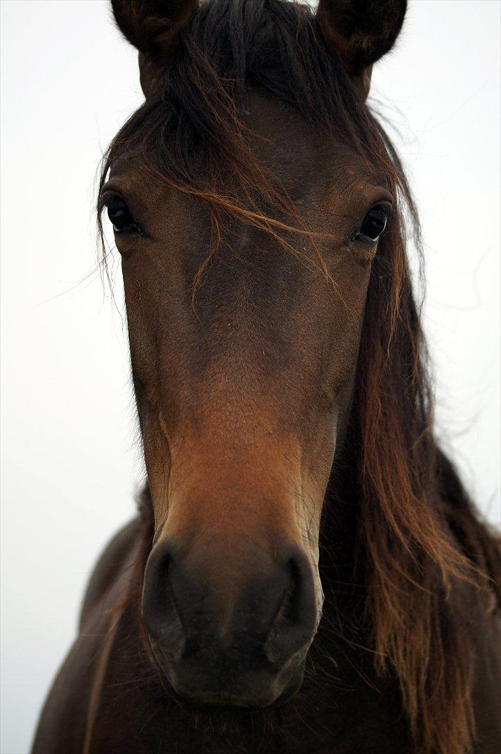 Dansk Varmblod Amina billede 2