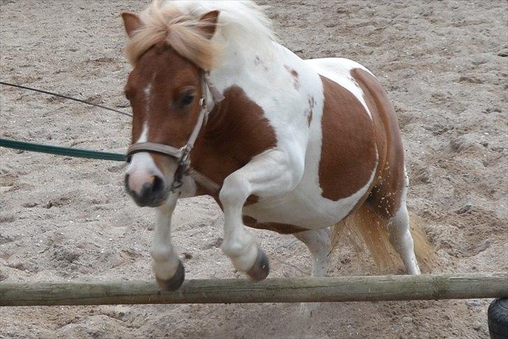 Shetlænder Nikoline - Min lille pony kan springe :) 
Foto: Simone billede 5
