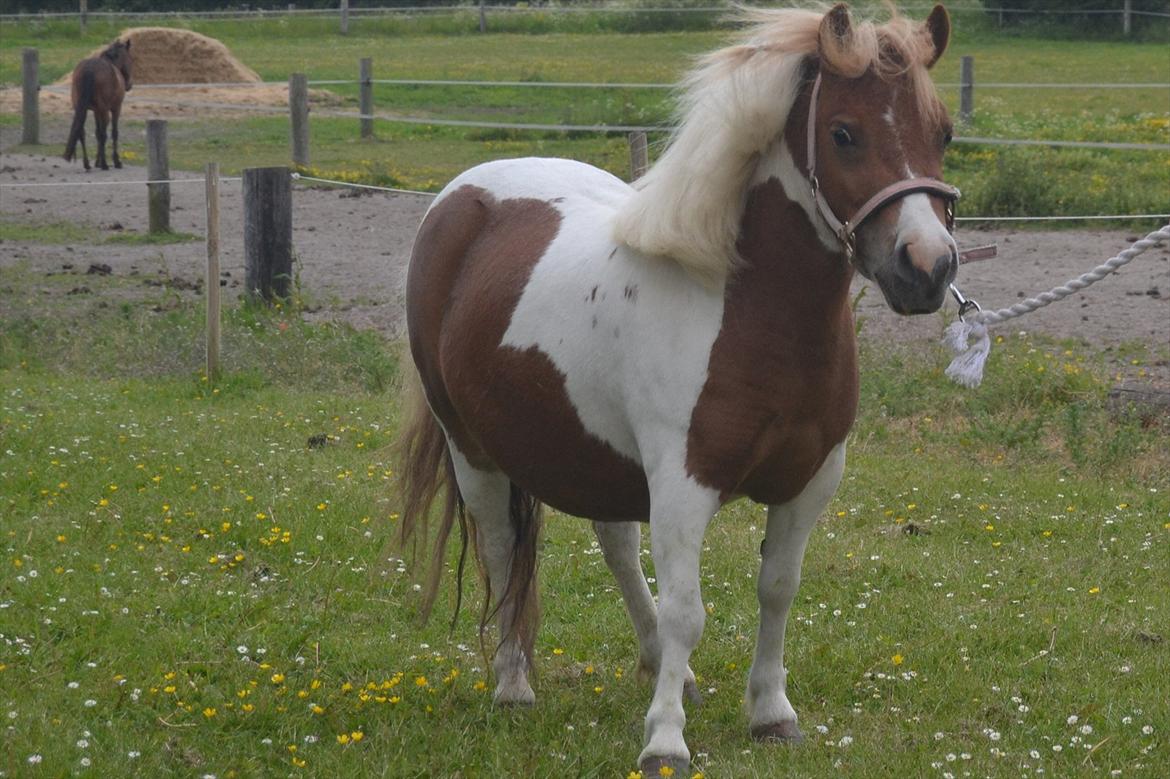 Shetlænder Nikoline - Tykke :)
Foto: Simone billede 6