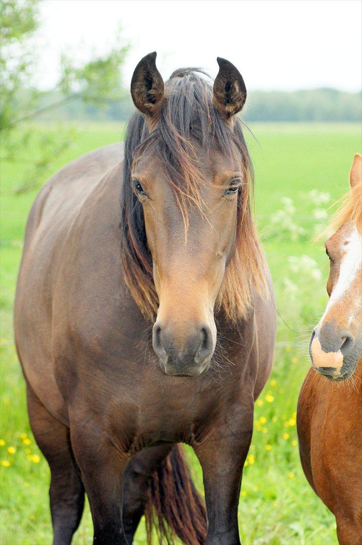 Dansk Varmblod Amina billede 4