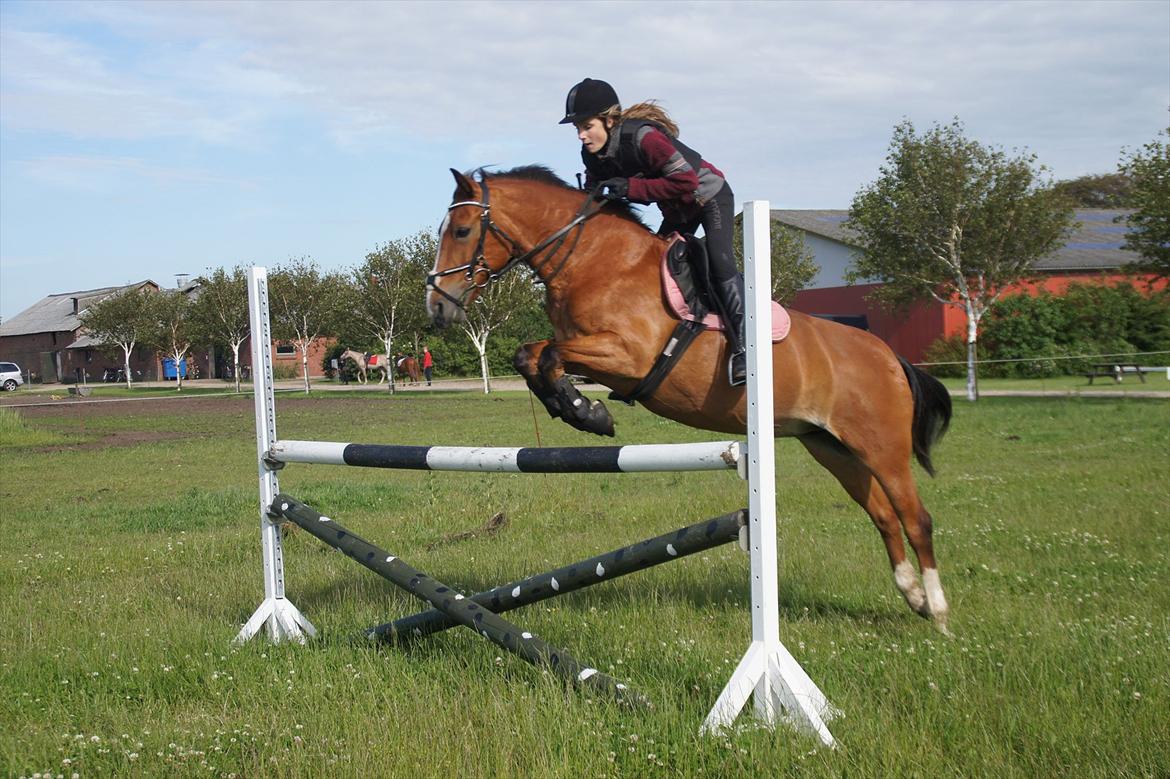 Anden særlig race Skovkrogens Bandine - træning 2013 1 m billede 10
