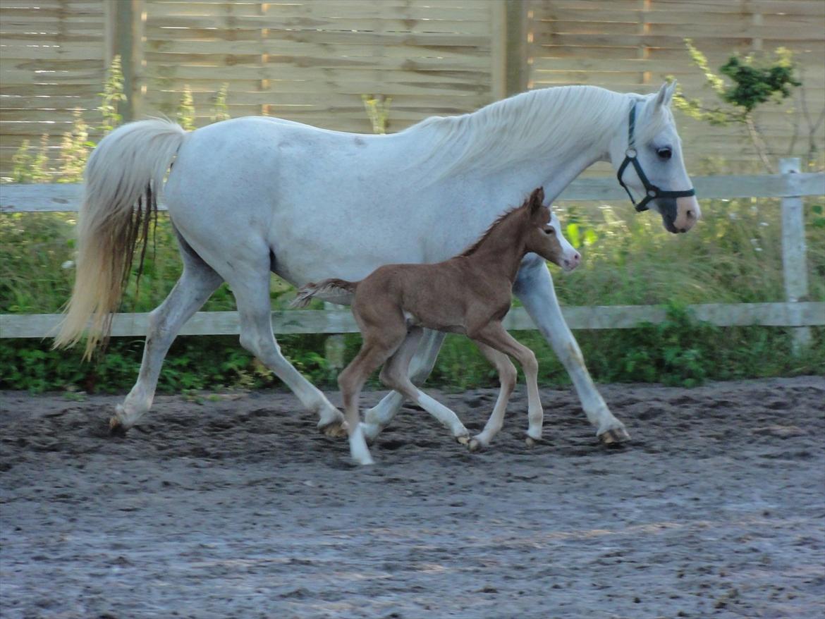 Welsh Pony (sec B) Stendyssens Sacco billede 1