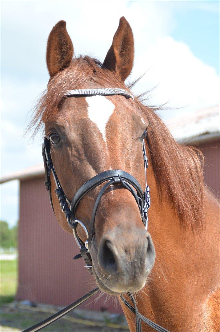 Dansk Varmblod Crelando - Velkommen til Crelandos profil..:-) billede 1