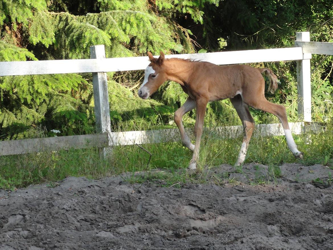 Welsh Pony (sec B) Stendyssens Sacco billede 2