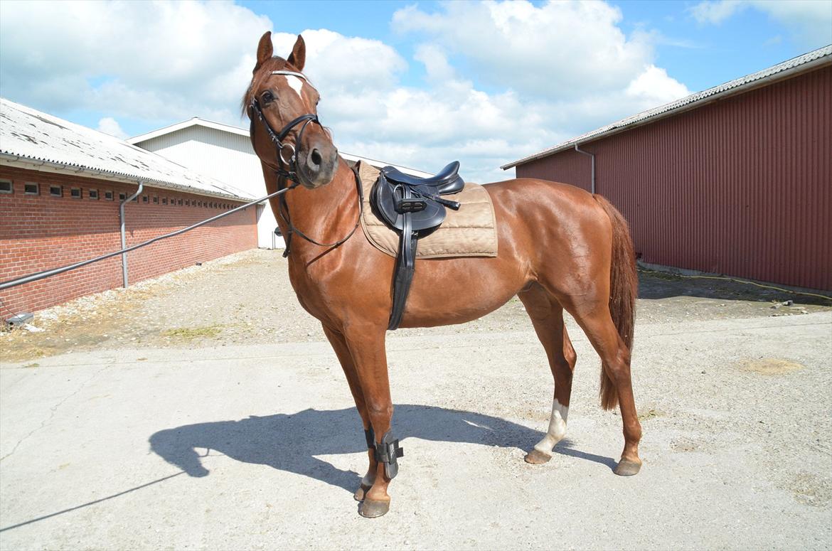 Dansk Varmblod Crelando billede 15