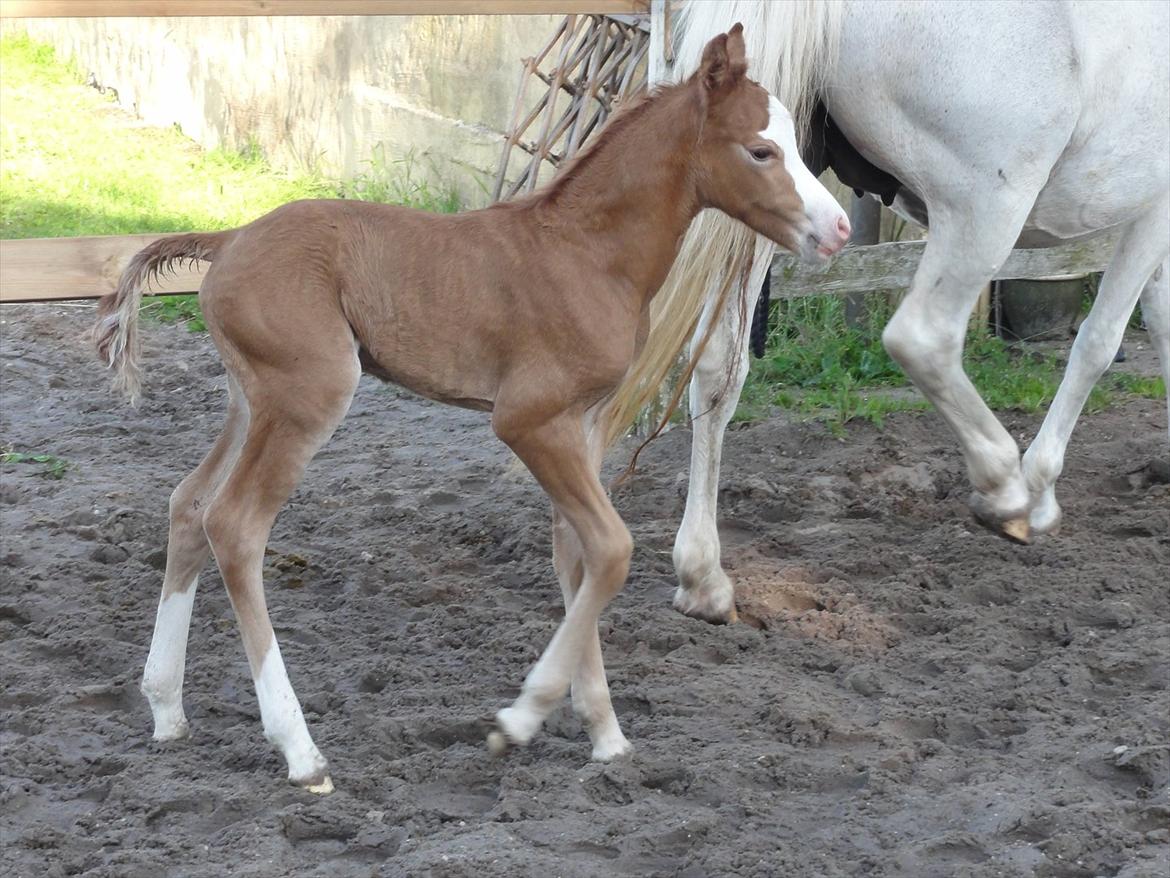 Welsh Pony (sec B) Stendyssens Sacco billede 3