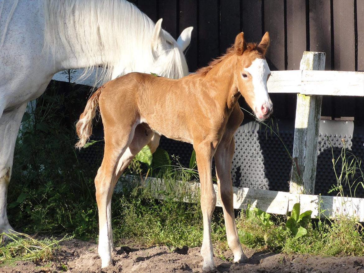 Welsh Pony (sec B) Stendyssens Sacco billede 4