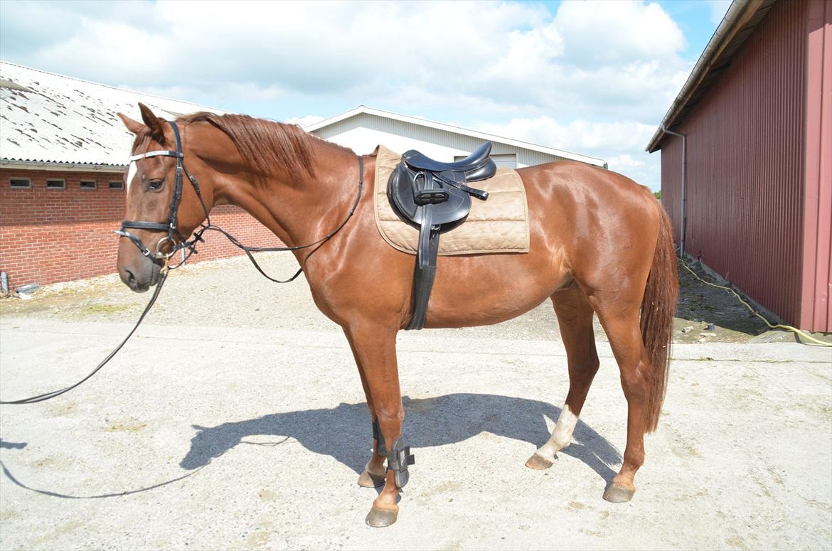 Dansk Varmblod Crelando billede 16