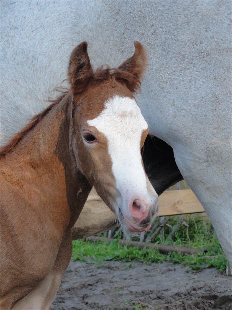 Welsh Pony (sec B) Stendyssens Sacco billede 5