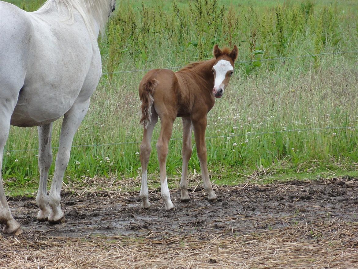 Welsh Pony (sec B) Stendyssens Sacco billede 6