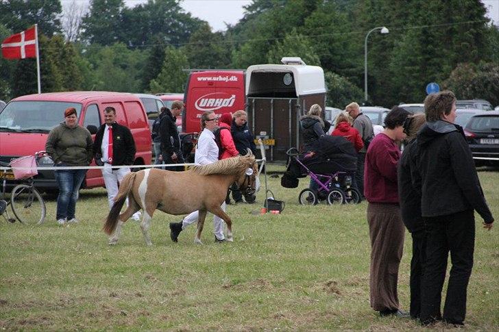 Pinto Doheema Snuske PIN 596 **BROVANG** SOLGT ! - Til mønstring, hvor Snuske musen ravede 23 ud af 24 point til sig :D billede 18