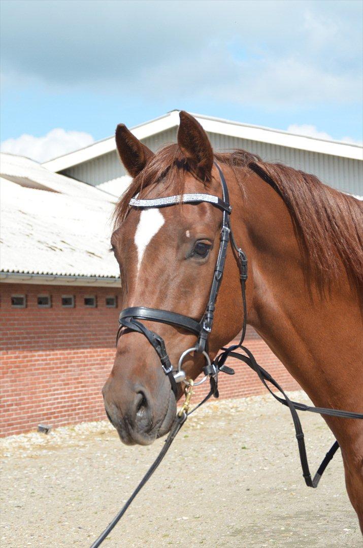 Dansk Varmblod Crelando billede 17