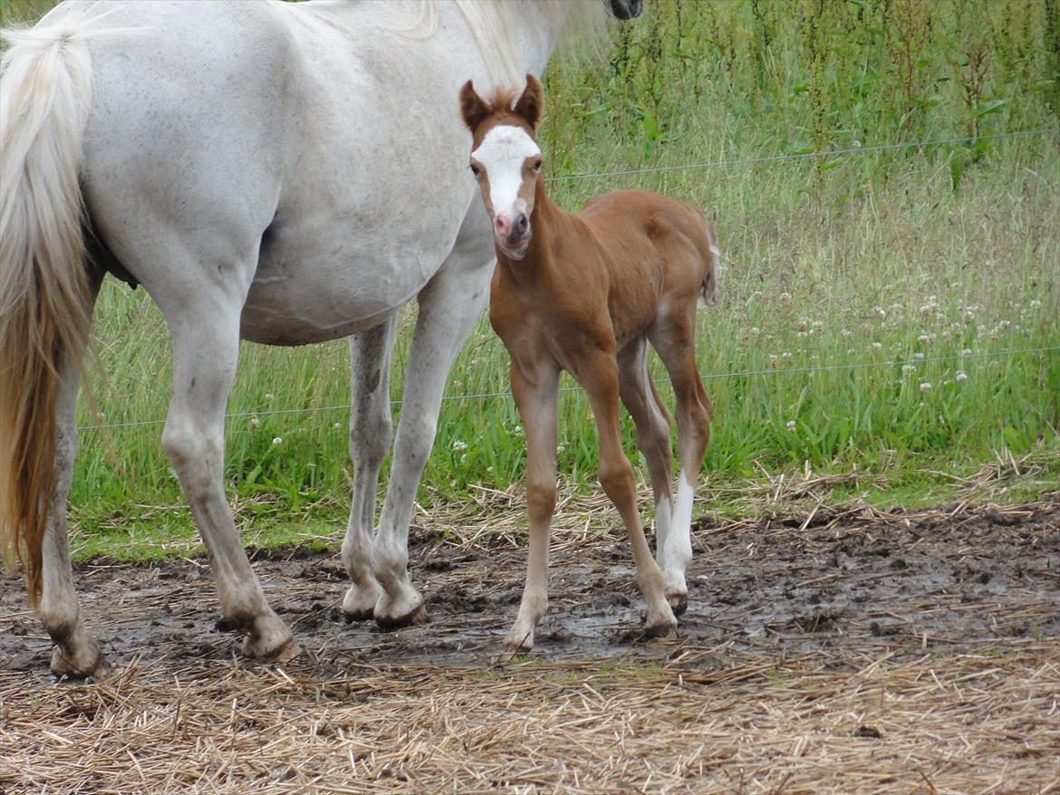 Welsh Pony (sec B) Stendyssens Sacco billede 7