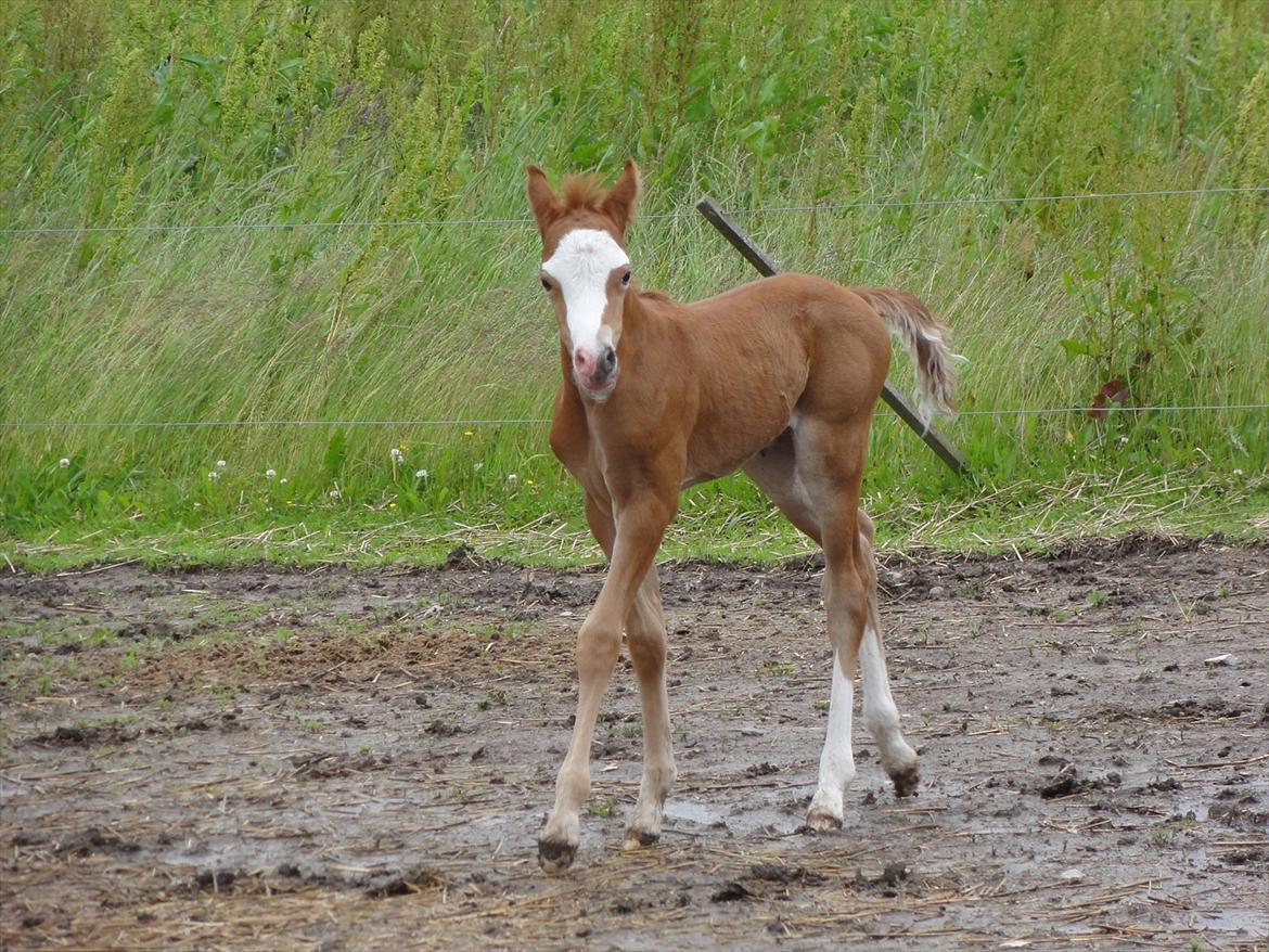 Welsh Pony (sec B) Stendyssens Sacco billede 8
