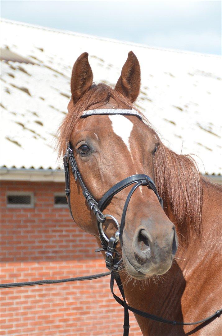 Dansk Varmblod Crelando billede 18