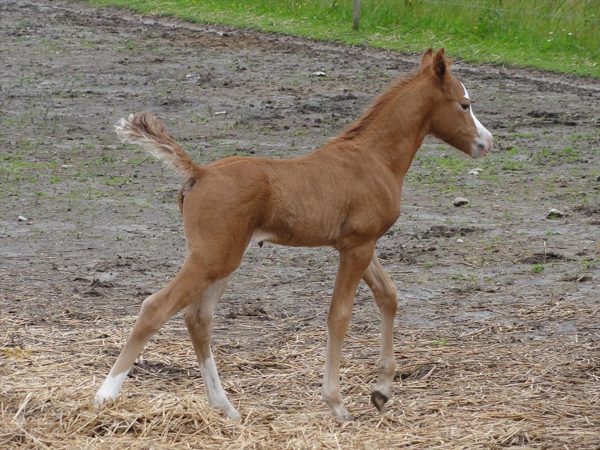 Welsh Pony (sec B) Stendyssens Sacco billede 9