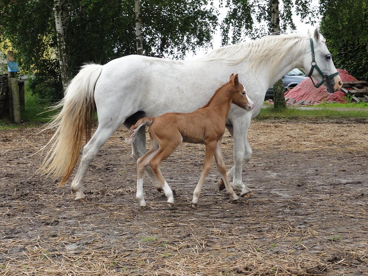Welsh Pony (sec B) Stendyssens Sacco billede 10