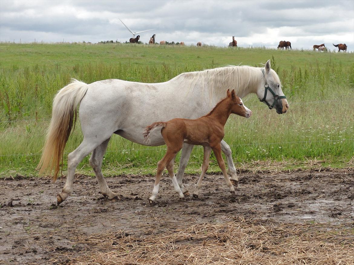 Welsh Pony (sec B) Stendyssens Sacco billede 11