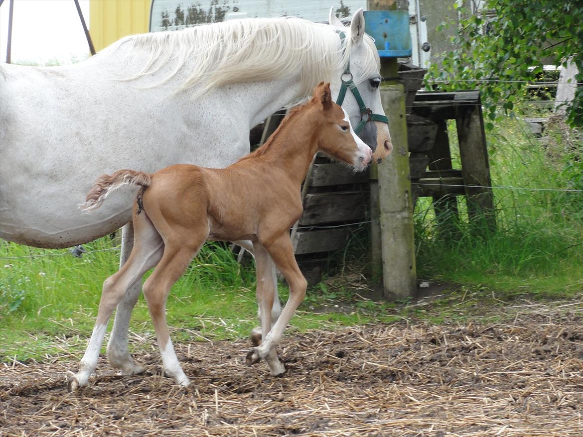 Welsh Pony (sec B) Stendyssens Sacco billede 12