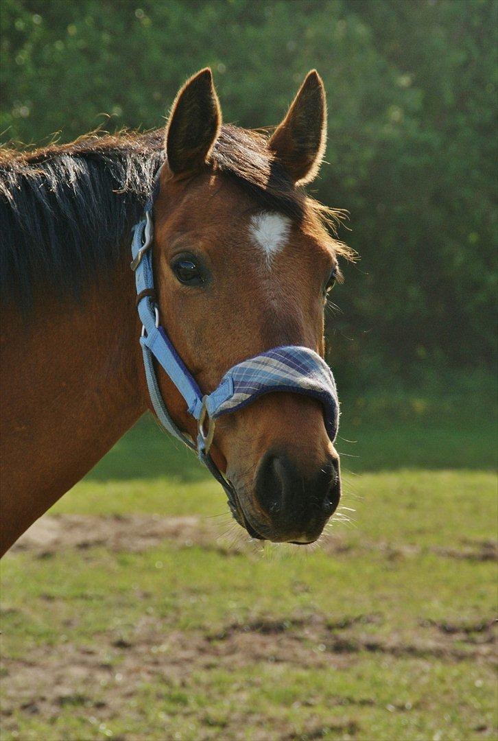 DSP Bohøjgårds Noki<3 billede 14