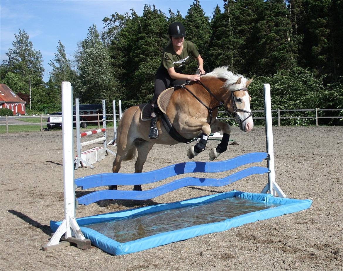 Haflinger Freja - 26. Juni . Damen er totalt ligeglad med vandgraven :-D billede 14