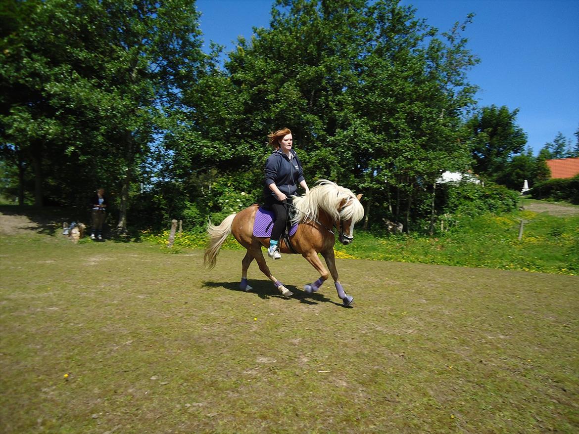 Anden særlig race Kimmi billede 12