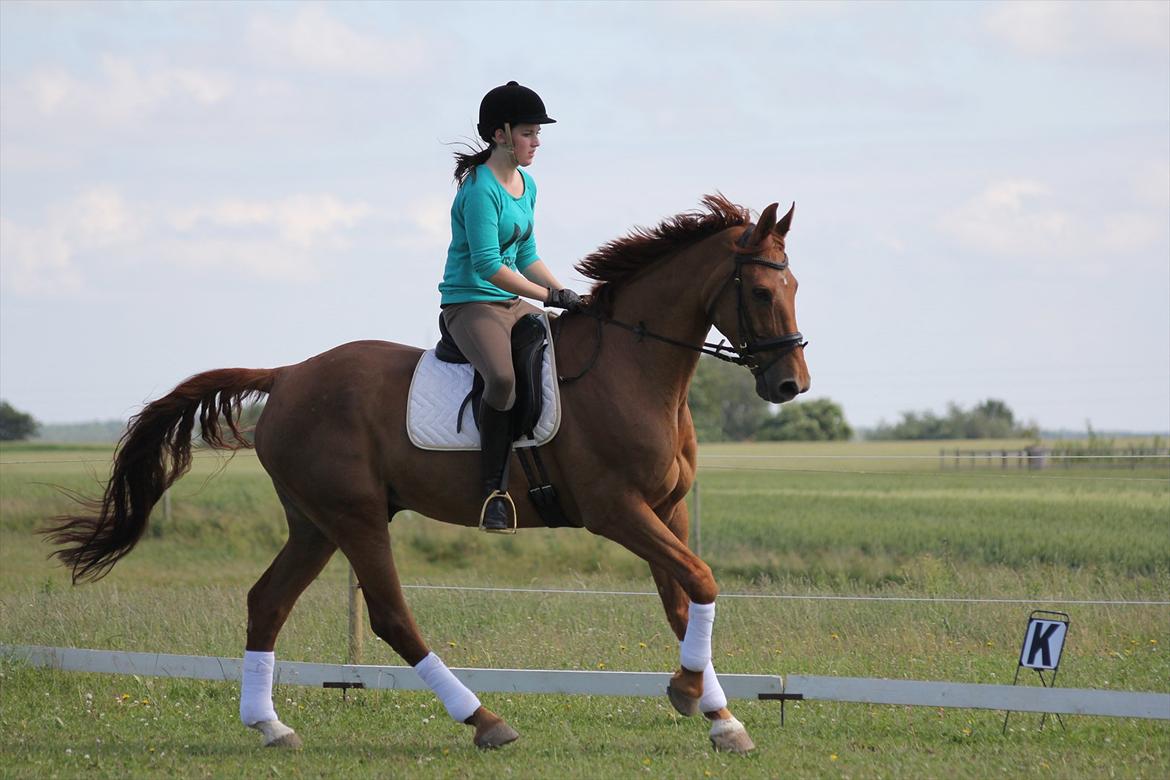 Tysk Varmblod Mon Petit - 27-06-12.
copyright catharina madsen. billede 19