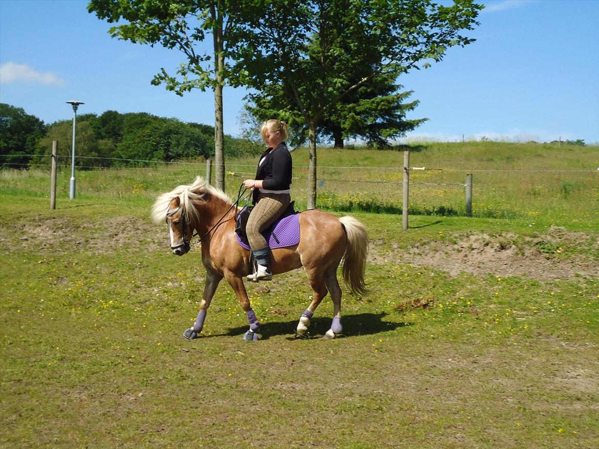 Anden særlig race Kimmi billede 13