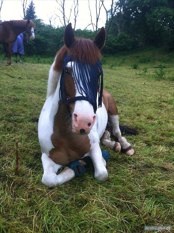 Hollandsk Sportspony Zwier billede 18