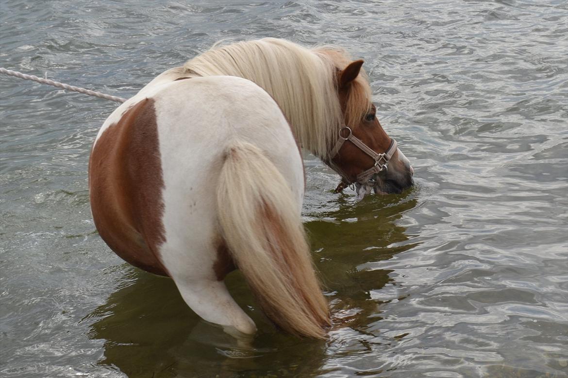 Shetlænder Nikoline - Nikoline ved vandet for første gang <3 
Foto: Simone billede 8