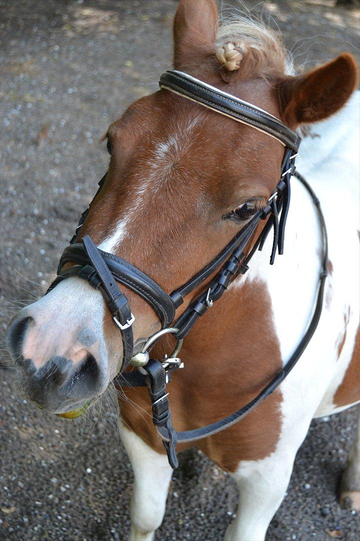 Shetlænder Nikoline - Smukke pige <3
Foto: Mig billede 4