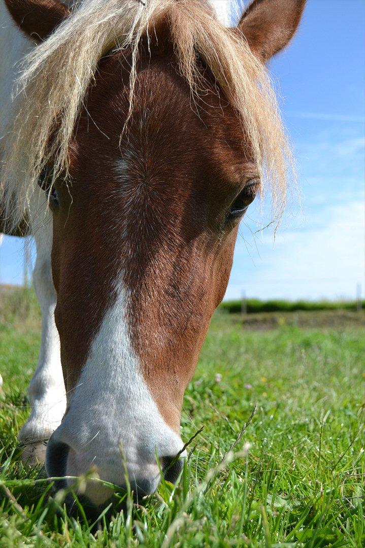 Shetlænder Nikoline - Nikoline <3 
Foto: Mig billede 9