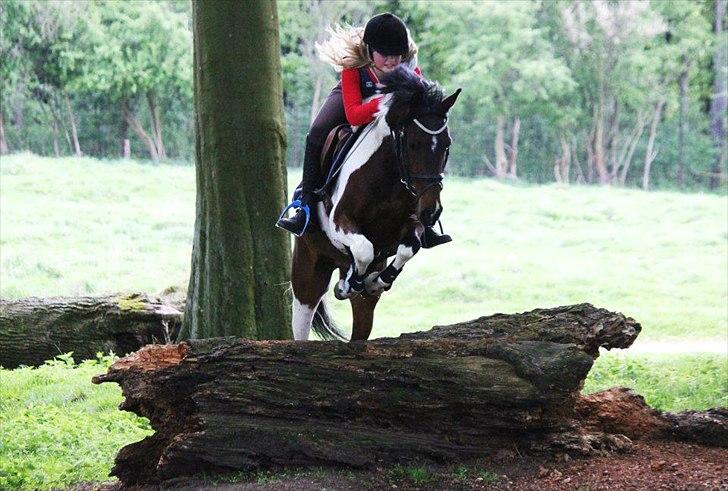 Pinto Apache-  <3 - rammer da ikke træstammen <3 søøde pony <3 billede 11