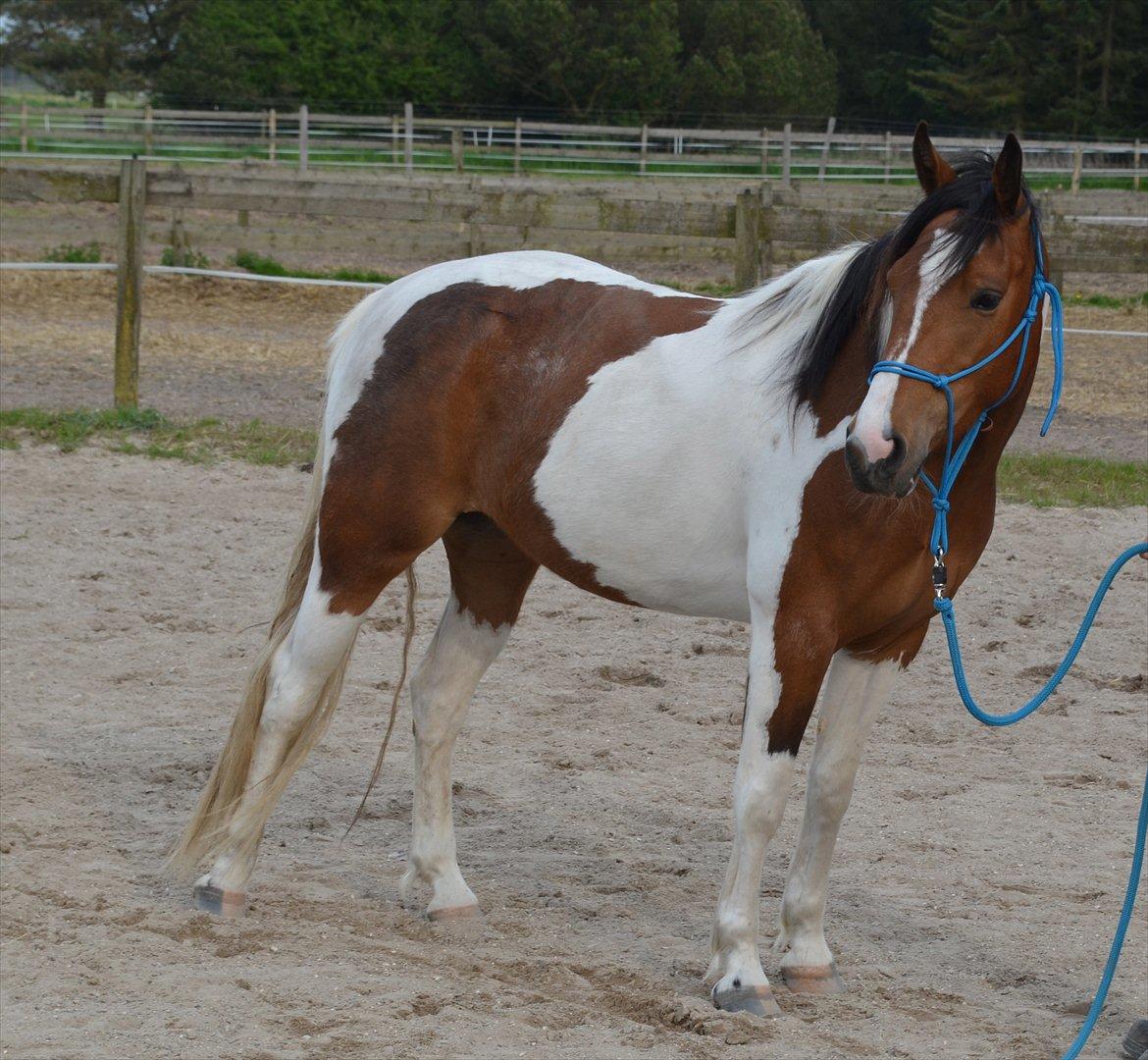 Pinto Padmé - My Soulmate - 2012 billede 8