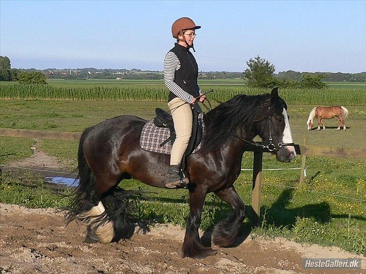 Irish Cob Kloster's Maxi - *vikarhesten* - på banen hos Rikke billede 15