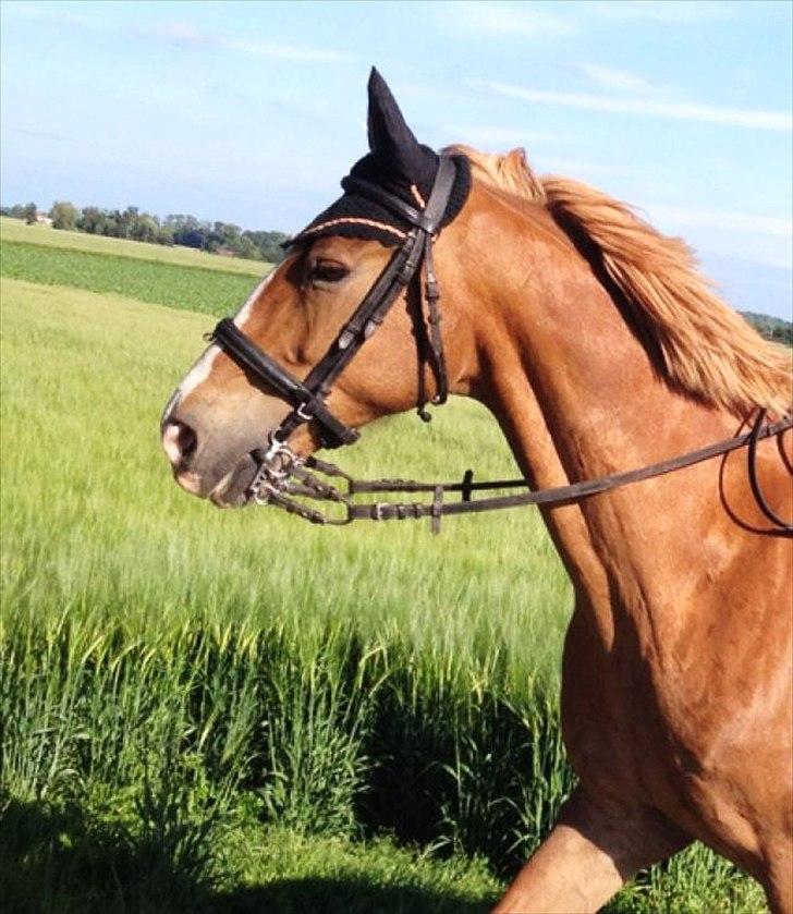 Frederiksborg Niki - Ligner stadig en babe efter 18 år billede 1